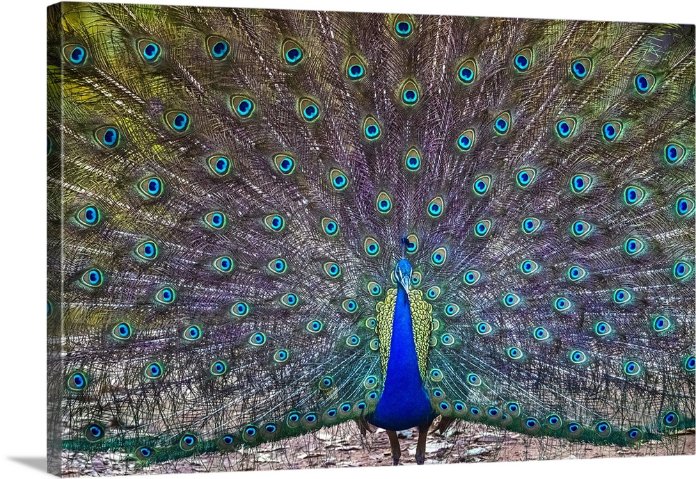 Peacock spreading tail, India