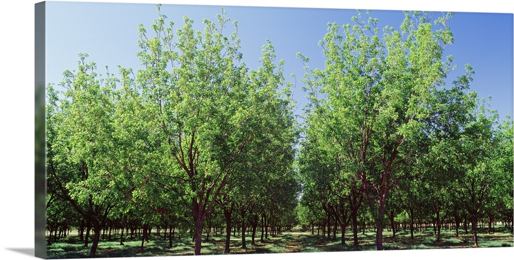 Pecan trees Tularosa NM