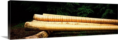 Peeled logs in a forest, Northern Black Forest Region, Baden Wurttemberg, Germany