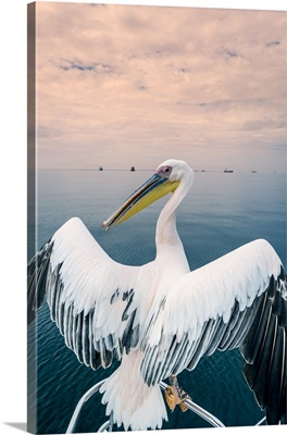 Pelican In Walvis Bay, Namibia, Africa
