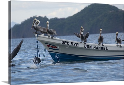 Pelicans on a boat, Bahia Hermosa, Gulf Of Papagayo, Guanacaste, Costa Rica