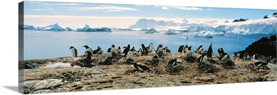Penguins & Ice Flows Antarctica