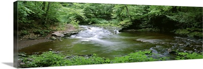 Pennsylvania, Ricketts Glen State Park, River flowing through a forest
