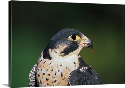 Peregrine falcon with meat from recent kill on beak, portrait profile.