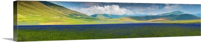 Pian Grande floor of Castelluccio with bloom, Umbria, Central Italy, Italy