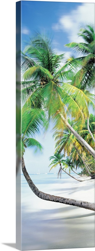 Vertical photograph on an oversized canvas of palm trees growing at an angle toward the coast line, on the beach of Pigeon...