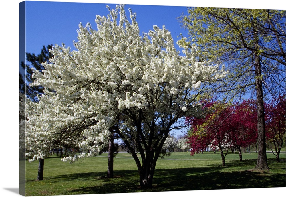 Pin cherry tree (Prunus pennsylvanica) blooming, New York