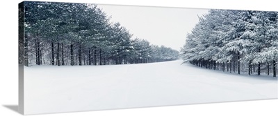 Pine treelined road covered with snow, Illinois