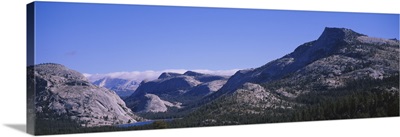 Pine trees on a landscape, Yosemite National Park, California