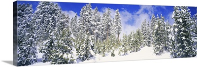 Pine trees on a snow covered hill, Breckenridge, Summit County, Colorado