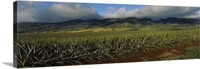 Pineapple crop in a field, Oahu, Hawaii