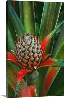 Pineapple plant with fruit, close up, Costa Rica.