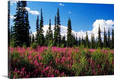 Pink fireweed flowers blooming in forest clearing, Alaska