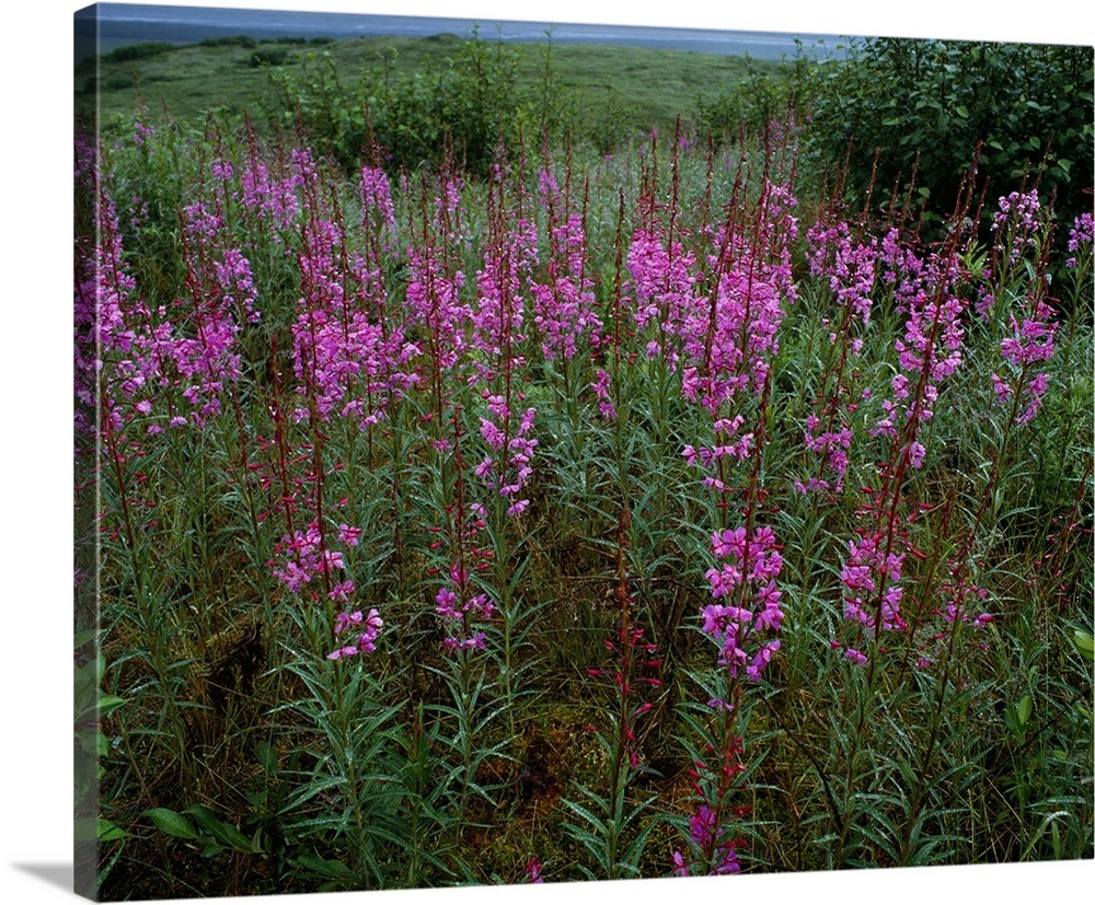 Pink fireweed wildflowers (Epilobium angustifolium) blooming in meadow ...