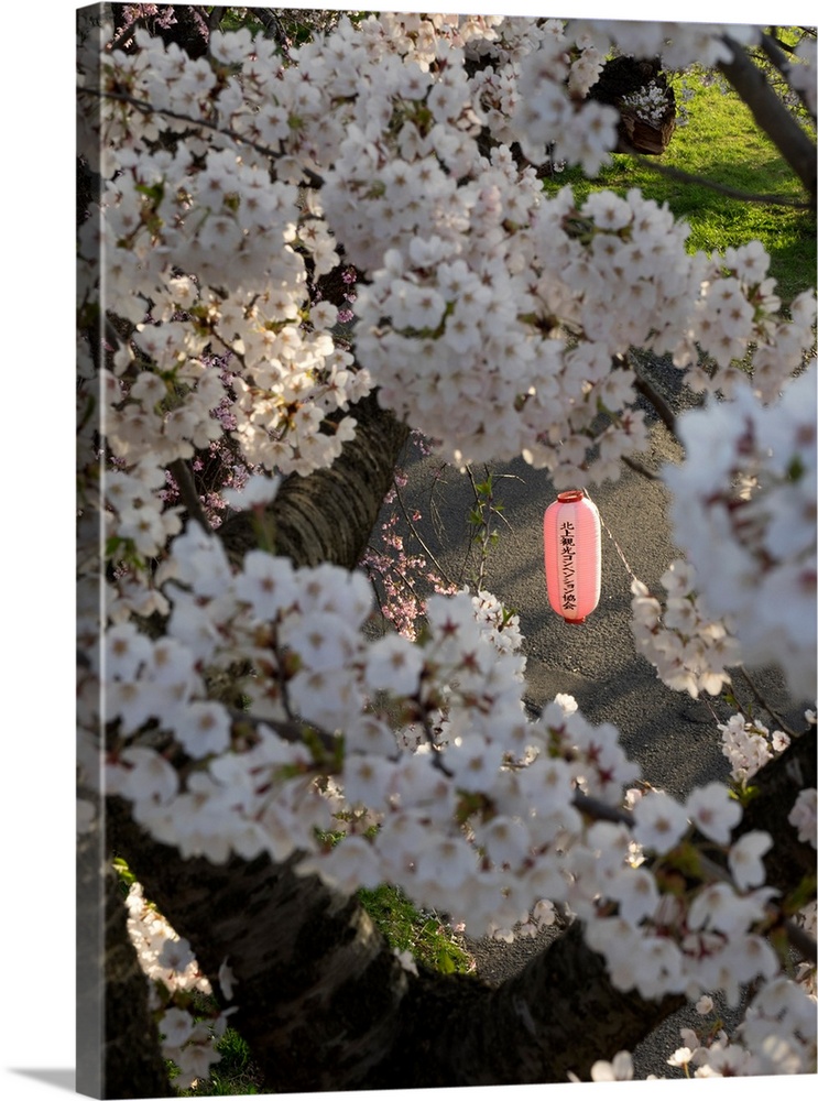 Pink lantern seen through Cherry blossoms in park along Kitakami River, Kitakami, Iwate Prefecture, Japan