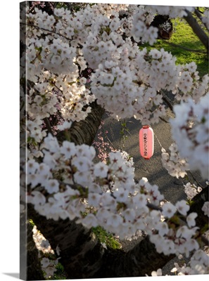 Pink lantern seen through Cherry blossoms in park along Kitakami River, Japan