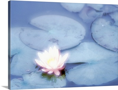 Pink Lotus Flower in Pond