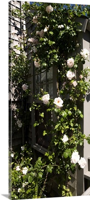 Pink roses growing on the side of a house, Siasconset, Nantucket, Massachusetts