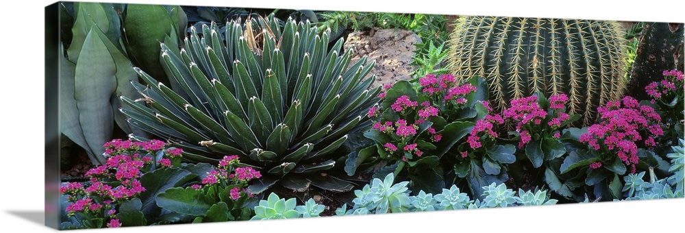 Panoramic photograph taken of different types of cactus plants and flowers.