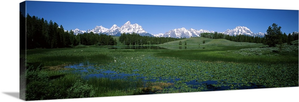Plants in a marsh with mountains in the background, Grand Teton National Park, Wyoming