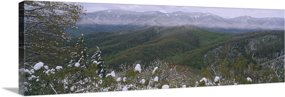 Plants on a mountain, Blue Ridge Mountains, Mount Mitchell, North Carolina