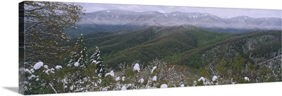 Plants on a mountain, Blue Ridge Mountains, Mount Mitchell, North Carolina