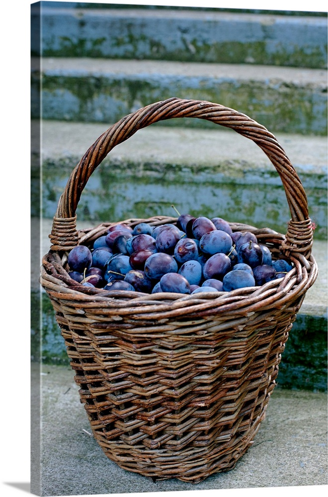 Plums in a basket, southern bohemia, czech republic.