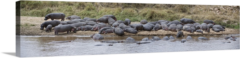 Pod of hippos (Hippopotamus amphibius) at a river, Tanzania