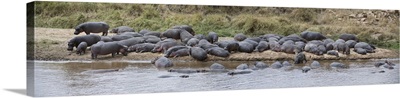 Pod Of Hippos At A River, Tanzania