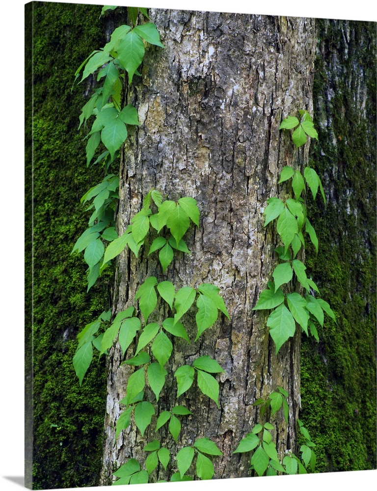 Poison ivy vine on tree trunk, Kistachie National Forest, Louisiana