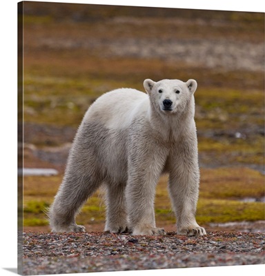 Polar bear, Spitsbergen Island, Svalbard, Norway