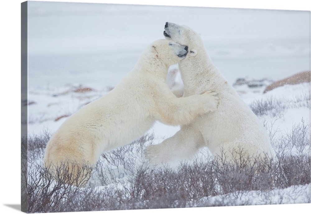 Polar bears (ursus maritimus) sparring in snow, churchill wildlife management area, churchill, manitoba, canada.