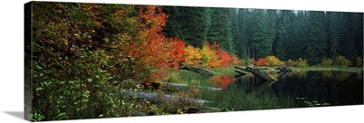 Pond in forest in Autumn