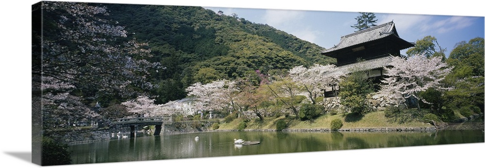 This panoramic picture is taken of a house in Japan that is surrounded by cherry blossom trees and sits on a large pond.