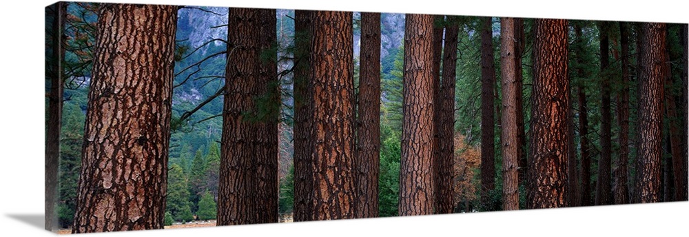 Ponderosa Pines in Yosemite National Park California