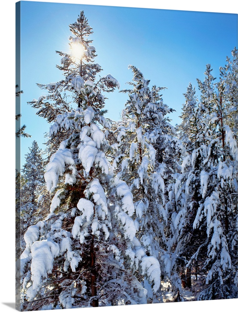 Ponderosa trees covered in fresh winter snow, Shevlin Park, Bend, Deschutes County, Oregon, USA