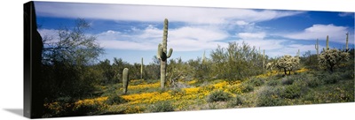 Poppies and cactus on a landscape, Organ Pipe Cactus National Monument, Arizona