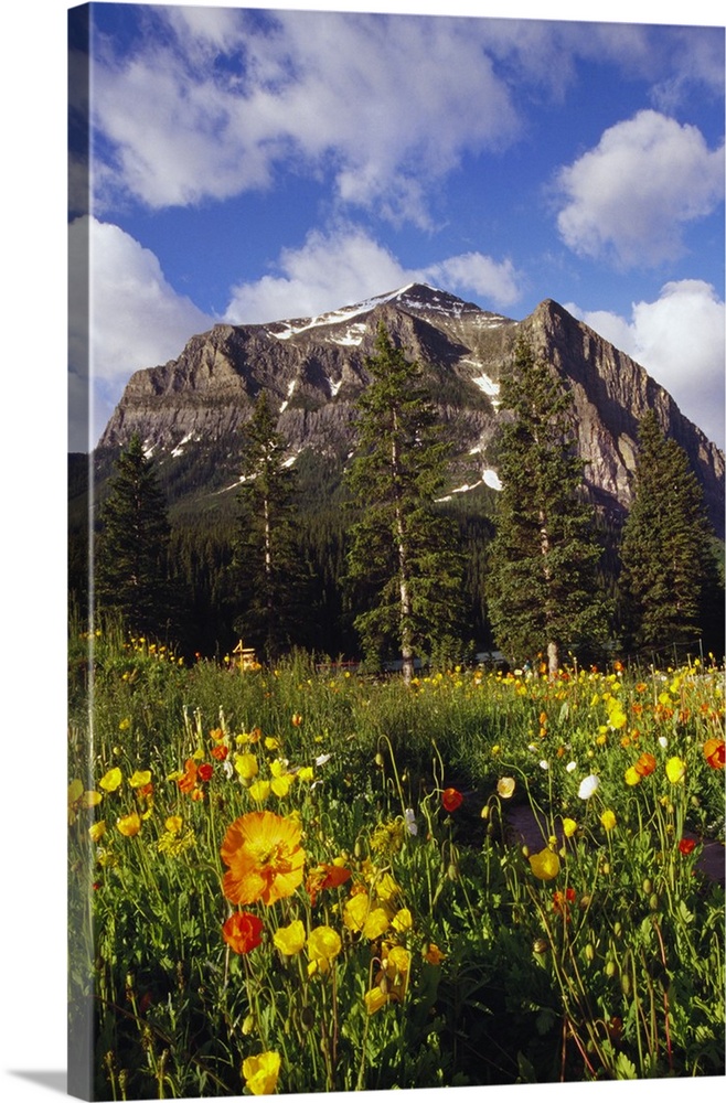 Poppies and wildflowers blooming in front of mountain peak, Alberta, Canada.