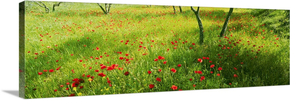 Poppies field in bloom, Umbria, Italy