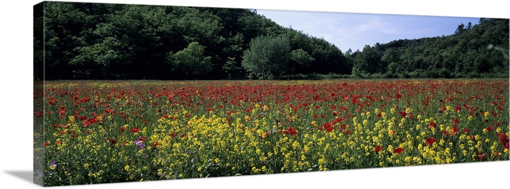Poppies growing in a field, France