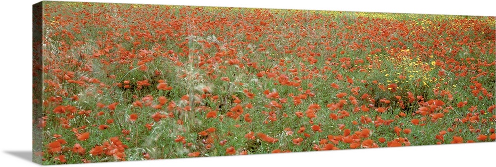 Poppies growing in a field, Sicily, Italy