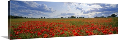 Poppies in a field, Norfolk, England