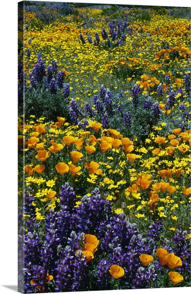 Tall canvas of a brightly colored field of flowers.