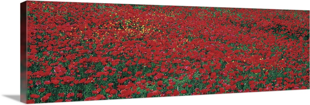 Huge panotamic photo of a large poppy field in Tuscany, Italy. Poppy field takes up the entire canvas.