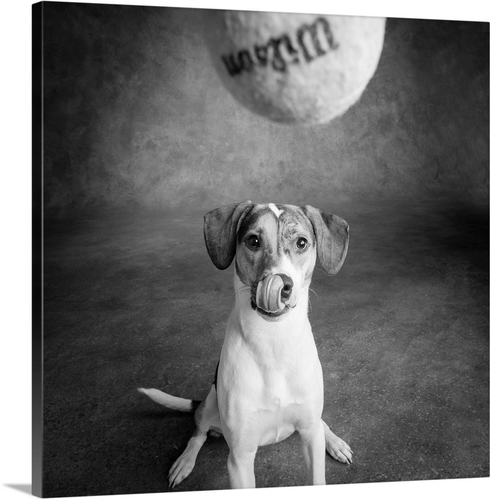 Portrait of a mixed dog playing with a tennis ball.