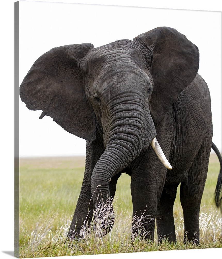 Portrait of African bush elephant (Loxodonta africana), Tanzania