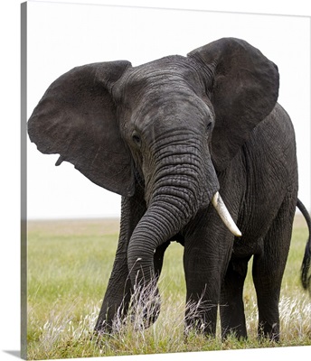 Portrait Of African Bush Elephant, Tanzania