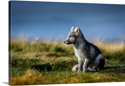 Portrait Of Arctic Fox, Alopex Lagopus, Iceland