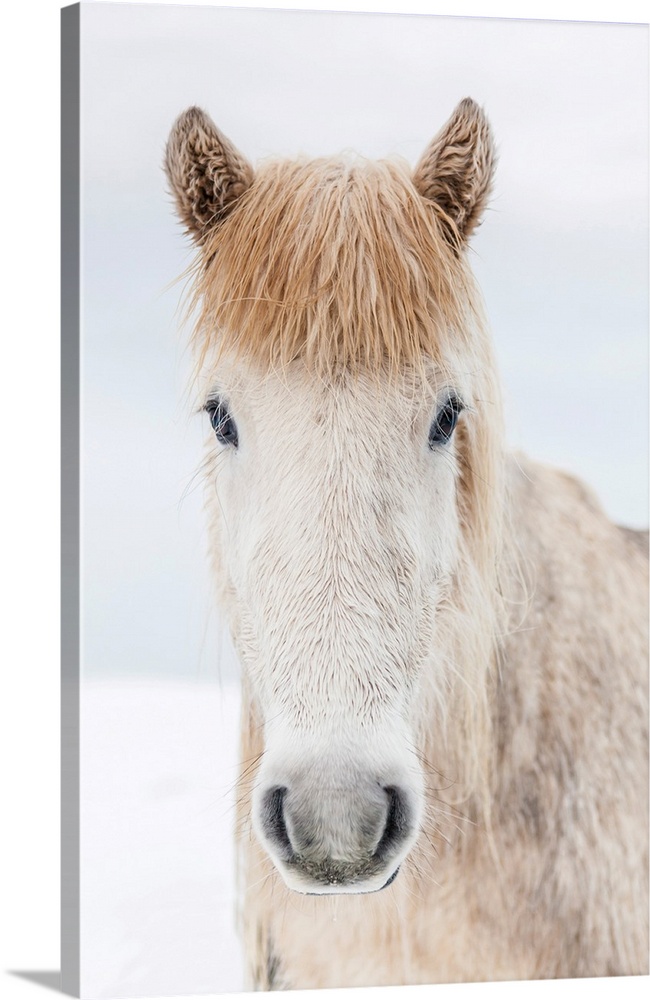 Portrait Icelandic horse, Iceland. The Icelandic horse is a breed developed in Iceland with many unique qualities. They ar...