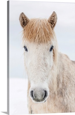 Portrait Of Icelandic Horse, Iceland